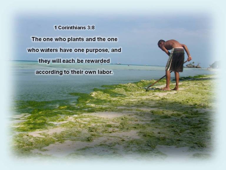 1 corinthians 3,8